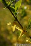 Photo: Forsythia 10.