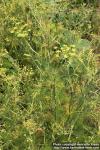 Photo: Foeniculum vulgare 16.