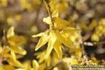 Photo: Forsythia 16.