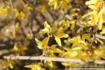 Photo: Forsythia 17.