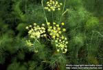 Photo: Foeniculum vulgare 7.