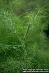 Photo: Foeniculum vulgare sati 2.