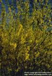 Photo: Forsythia 3.