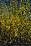 Photo: Forsythia 3.