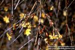 Photo: Forsythia suspensa 1.