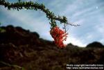 Photo: Fouquieria splendens.