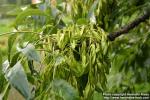 Photo: Fraxinus excelsior 7.