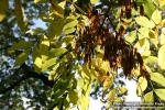 Photo: Fraxinus excelsior 11.