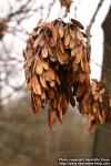 Photo: Fraxinus excelsior 15.