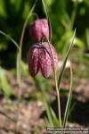 Photo: Fritillaria meleagris 5.