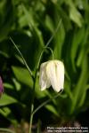 Photo: Fritillaria meleagris 6.