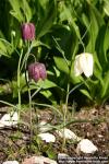 Photo: Fritillaria meleagris 7.