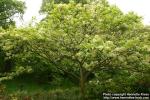 Photo: Fraxinus lanuginosa.