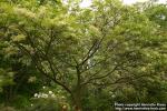 Photo: Fraxinus lanuginosa 4.