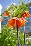 Photo: Fritillaria 2.