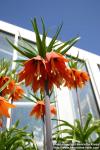 Photo: Fritillaria 3.