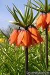 Photo: Fritillaria 7.