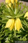 Photo: Fritillaria imperialis 16.