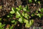 Photo: Fragaria vesca 4.