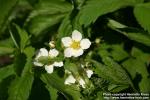 Photo: Fragaria virginiana 1.