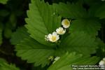 Photo: Fragaria virginiana 3.