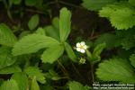 Photo: Fragaria virginiana 4.