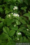 Photo: Fragaria moschata 3.