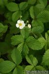 Photo: Fragaria moschata 4.