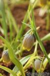 Photo: Fritillaria uva-vulpis 2.