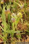 Photo: Fritillaria uva-vulpis 3.