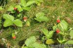 Photo: Fragaria vesca 10.