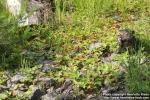 Photo: Fragaria vesca 13.