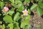 Photo: Fragaria x rosea 3.