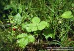 Photo: Fragaria vesca 2.