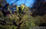 Photo: Fraxinus excelsior 8.