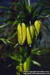 Photo: Fritillaria imperialis 1.