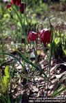 Photo: Fritillaria meleagris 4.