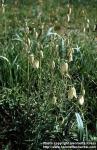 Photo: Fritillaria verticillata.