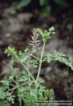 Photo: Fumaria officinalis 1.