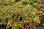 Photo: Gaultheria procumbens 3.