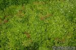 Photo: Galium odoratum 4.