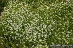 Photo: Galium odoratum 5.