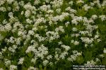 Photo: Galium odoratum 6.