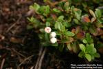 Photo: Gaultheria miqueliana 1.