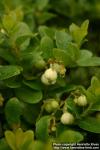 Photo: Gaultheria miqueliana 3.