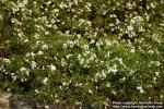 Photo: Galium palustre.