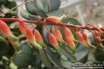 Photo: Gasteria carinata.