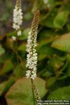 Photo: Galax urceolata 1.