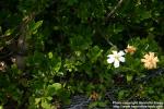 Photo: Gardenia jasminoides 2.