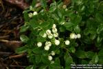 Photo: Gaultheria miqueliana 7.